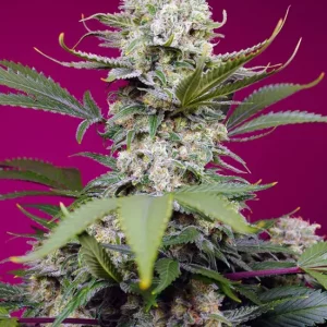 Sweet Mandarine Zkittlez XL Auto – Sweet Seeds