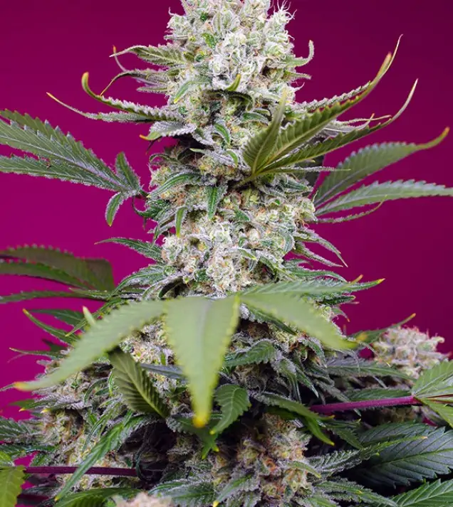 Sweet Mandarine Zkittlez XL Auto – Sweet Seeds Sweet Mandarine Zkittlez XL Auto – Sweet Seeds