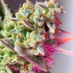 Sweet Mimosa XL Auto – Sweet Seeds