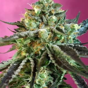 Sweet Nurse Auto CBD – Sweet Seeds