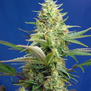 Sweet Pure Auto CBD – Sweet Seeds
