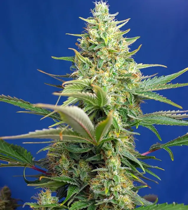 Sweet Pure Auto CBD – Sweet Seeds Sweet Pure Auto CBD – Sweet Seeds