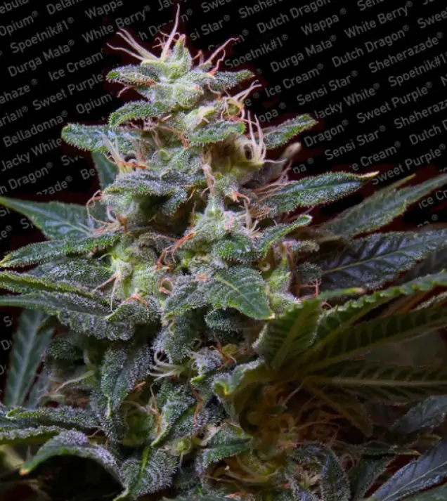 Sweet Purple – Paradise Seeds Sweet Purple – Paradise Seeds