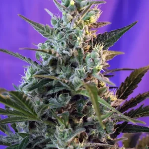 Sweet Skunk Auto – Sweet Seeds