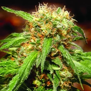 Sweet Tai – Sweet Seeds