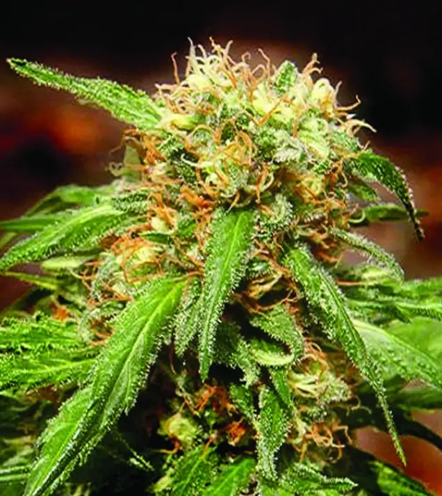Sweet Tai – Sweet Seeds Sweet Tai – Sweet Seeds