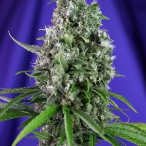 Sweet Trainwreck Auto – Sweet Seeds