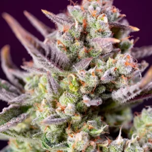 Sweet Zenzation XL Auto – Sweet Seeds