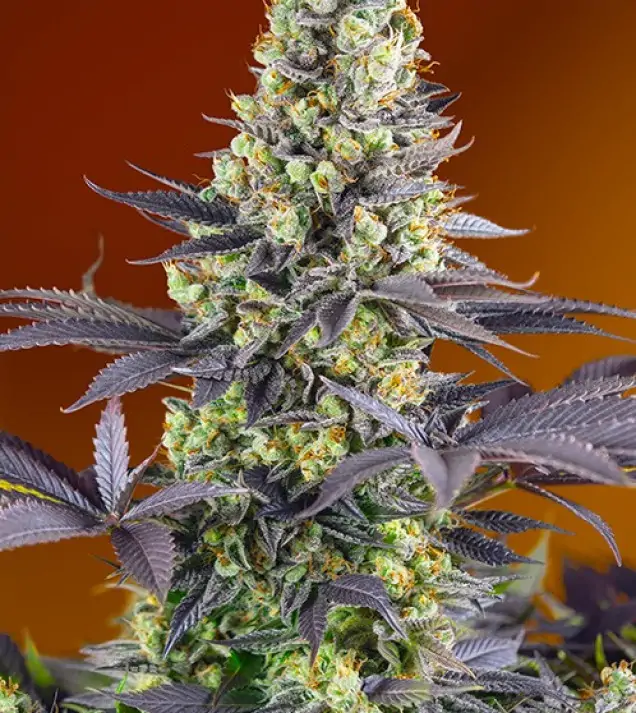 Sweet Zenzation – Sweet Seeds Sweet Zenzation – Sweet Seeds