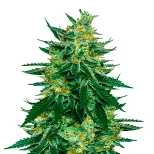 Tangie – Dutch Genetics