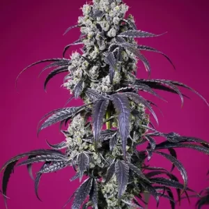 Tropicanna Cherry XL Auto – Sweet Seeds