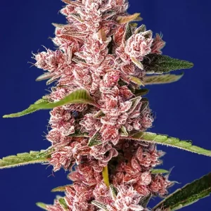 Tropicanna Poison F1 Fast Version – Sweet Seeds
