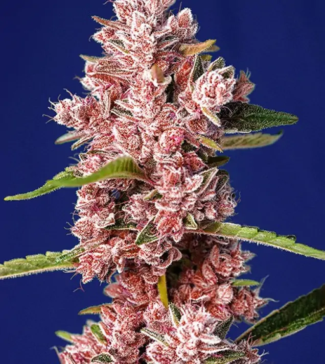 Tropicanna Poison F1 Fast Version – Sweet Seeds Tropicanna Poison F1 Fast Version – Sweet Seeds