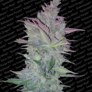 Vertigo Auto – Paradise Seeds