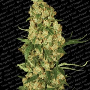 Wappa – Paradise Seeds