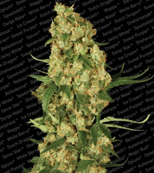 Wappa – Paradise Seeds Wappa – Paradise Seeds