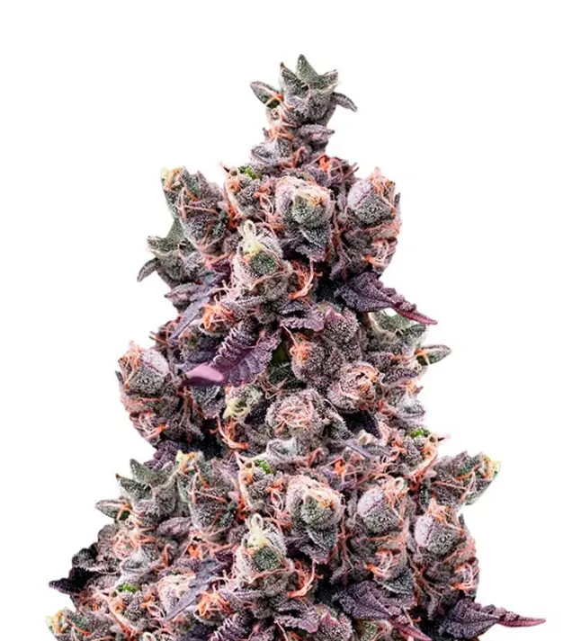 Wedding Cake Auto – Dutch Genetics Wedding Cake Auto – Dutch Genetics