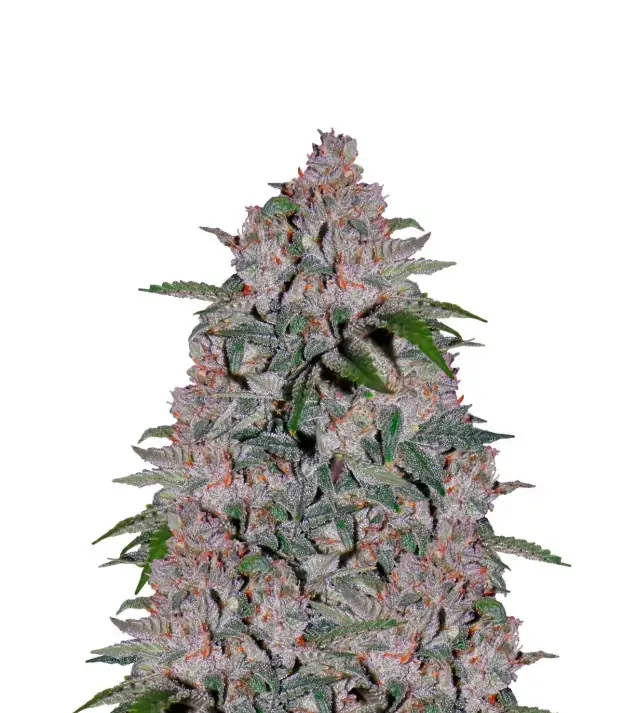 Wedding Cake – Dutch Genetics Wedding Cake – Dutch Genetics