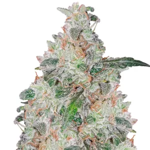 White Widow Auto – Dutch Genetics