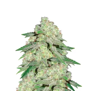 White Widow XXL Auto – Dutch Genetics