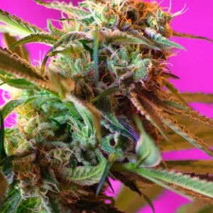 Wild Rose – Sweet Seeds
