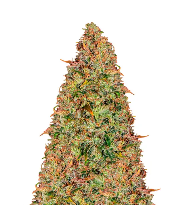 Zkittlez Auto – Dutch Genetics Zkittlez Auto – Dutch Genetics