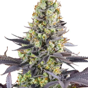 Afghan Kush Auto – Dutch Genetics