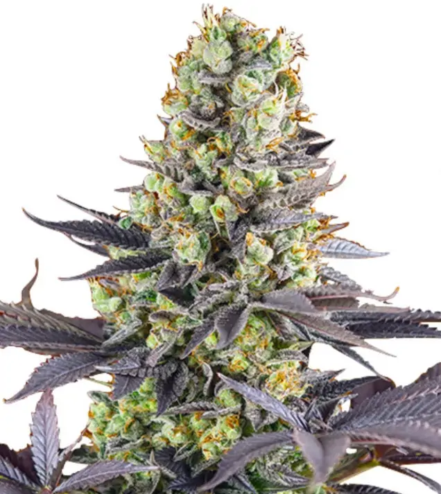 Zkittlez Fast – Dutch Genetics Zkittlez Fast – Dutch Genetics