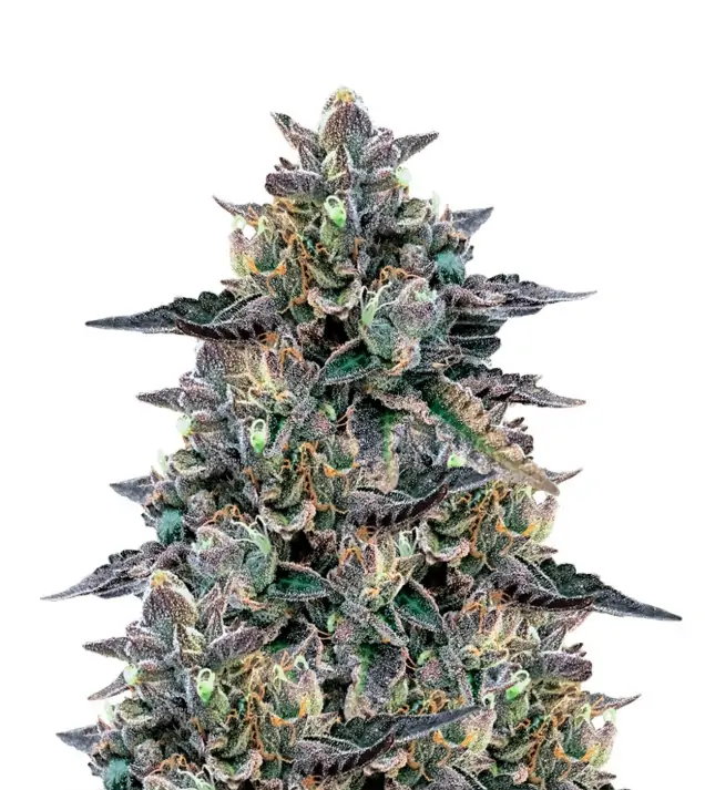 Zkittlez Gelato – Dutch Genetics Zkittlez Gelato – Dutch Genetics