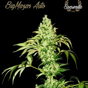 Black Afghan Auto – Sensimilla