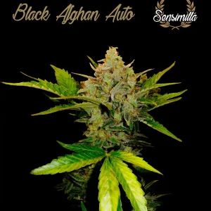 BigMazar Auto – Sensimilla