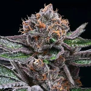 Corn Syrup – Cookies Seeds
