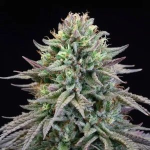 Cherry Cooks – Cookies Seeds