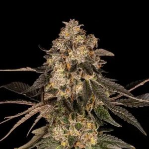 Corn Syrup – Cookies Seeds