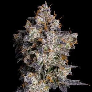 Cherry Zelato – Cookies Seeds