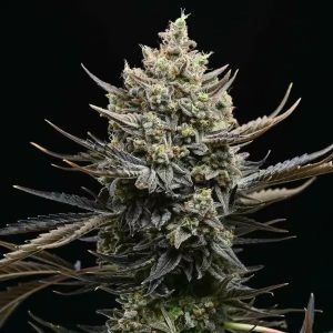 Corn Syrup – Cookies Seeds