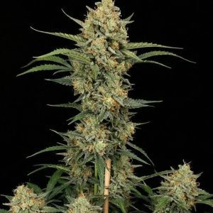 Critical Kush Auto – Ganja Farmer Nasiona