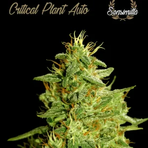 Cheese Skunk Auto – Sensimilla