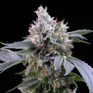 Dried Fruit – Cookies Seeds