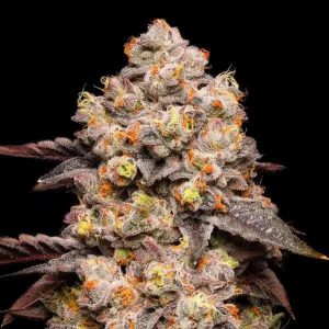 Cherry Fritter – Cookies Seeds