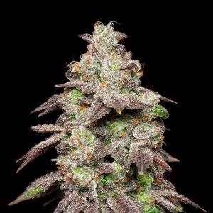 AK 470 Auto – Sensimilla