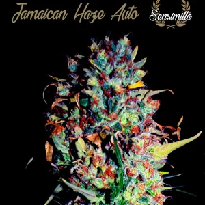 Northern XXL Auto – Sensimilla