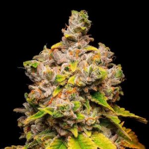 Sunsetz – Cookies Seeds
