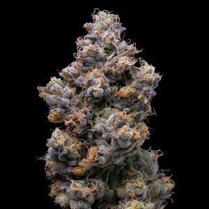 Sunsetz – Cookies Seeds