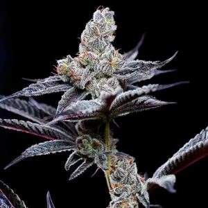 Dirty Diana – Cookies Seeds