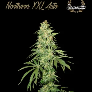 BigMazar Auto – Sensimilla