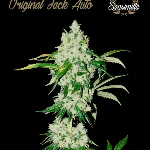 Black Afghan Auto – Sensimilla