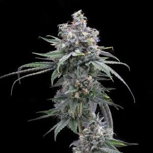 Pie Piss – Cookies Seeds