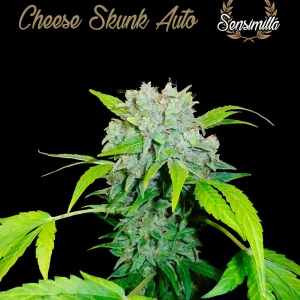Jamaican Haze Auto – Sensimilla