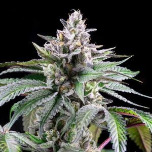 Lemon Cherry Sherb – Cookies Seeds